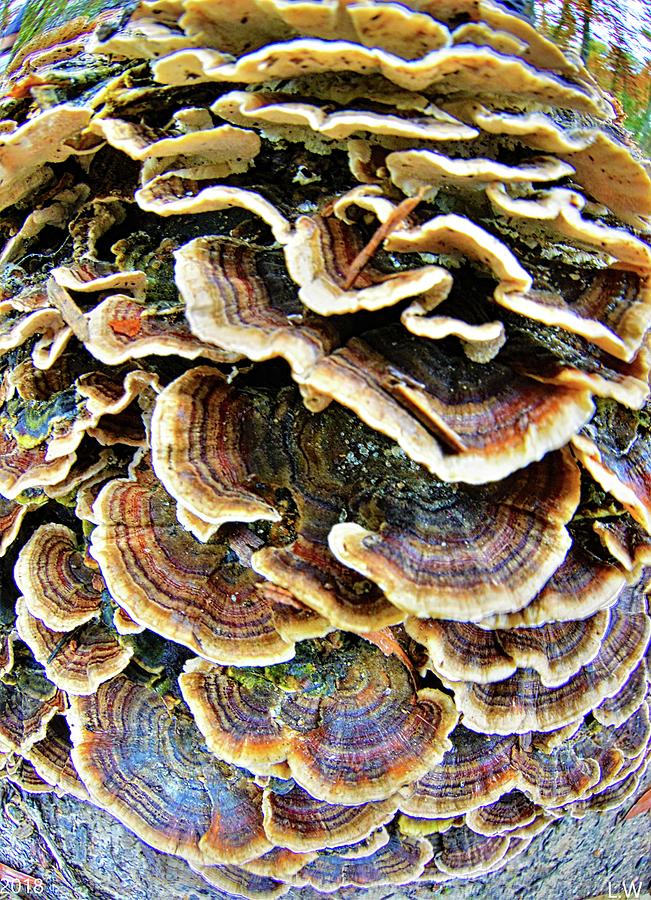 Mushroom Macro Vertical Photograph by Lisa Wooten