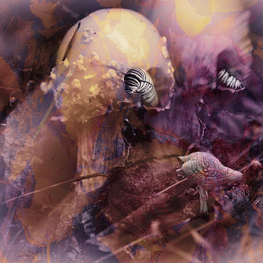 Mushroom Madness Digital Art by Sue Capuano