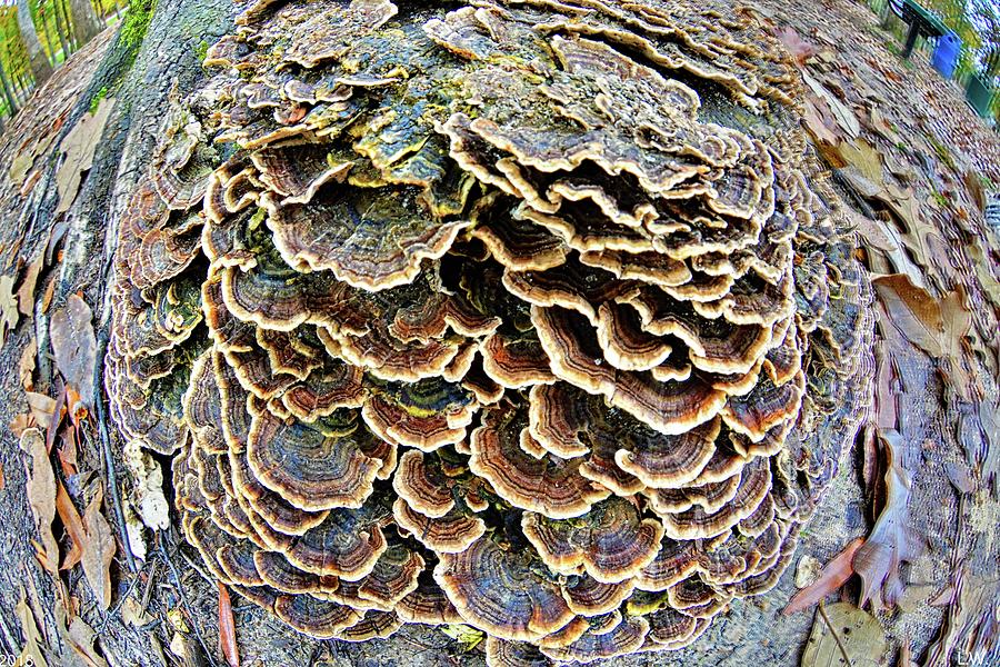 Mushroom Magic 2 Photograph by Lisa Wooten