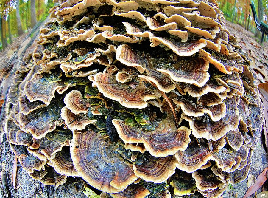 Mushroom Magic 3 Photograph by Lisa Wooten