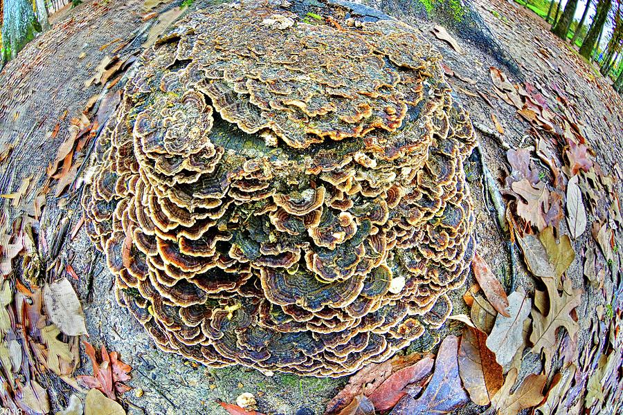 Mushroom Magic Photograph by Lisa Wooten