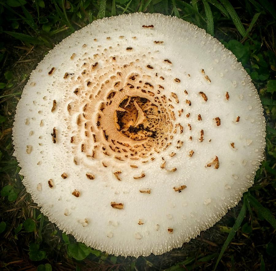 Mushroom Mandala Photograph