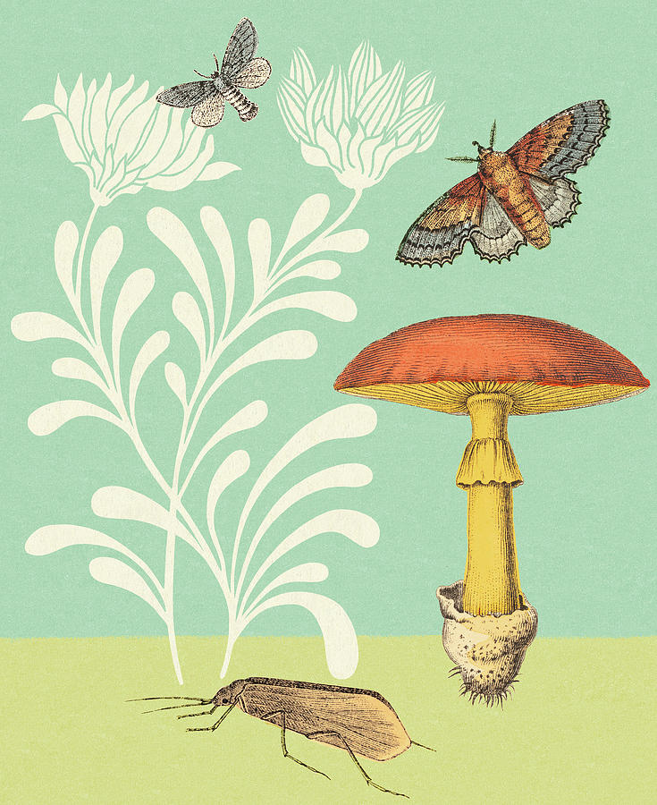 Butterfly Drawing - Mushroom, Moths, Grasshopper and Flowers by CSA Images