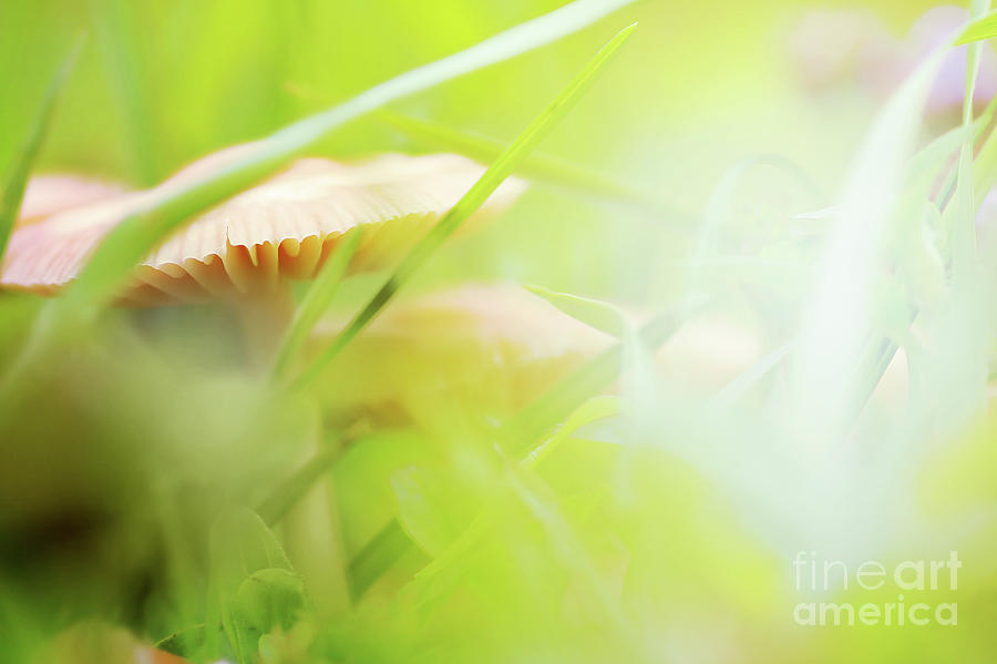 Mushroom nature background Photograph by Gregory DUBUS