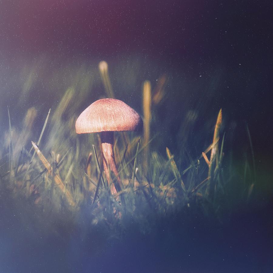 Mushroom Night Photograph by Jaroslav Buna