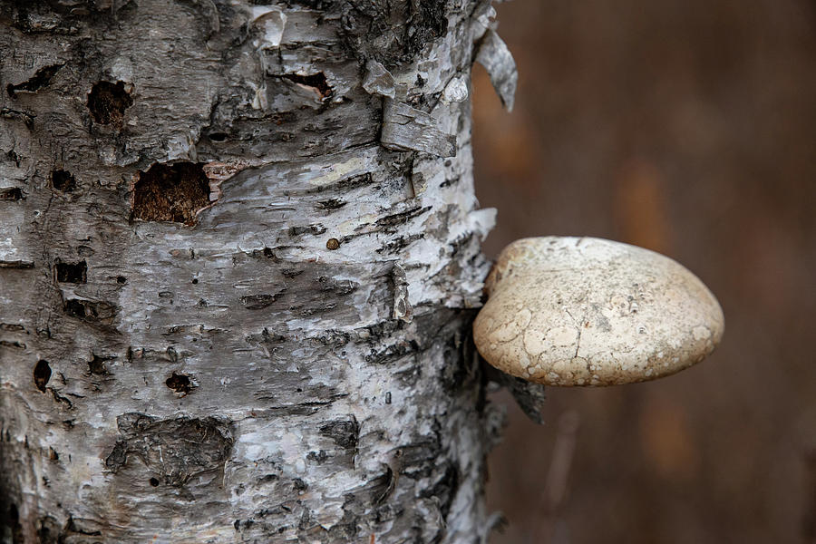Mushroom on Birch Photograph by Laura Smith