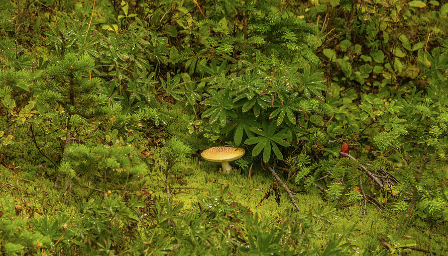 Mushroom On Forest Floor Photograph