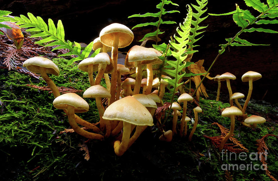 Mushroom Paydirt Photograph by Terry Elniski
