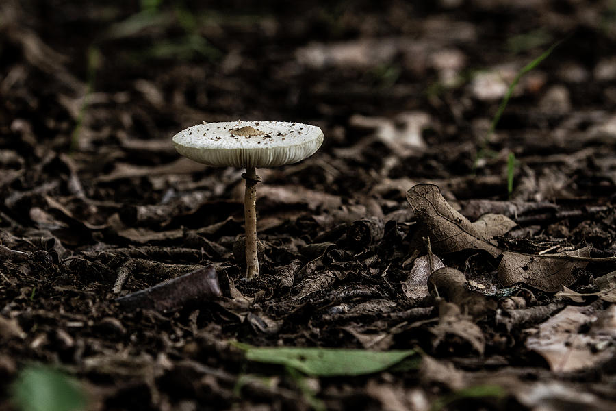 Mushroom Pedestal Photograph by Jason Hughes