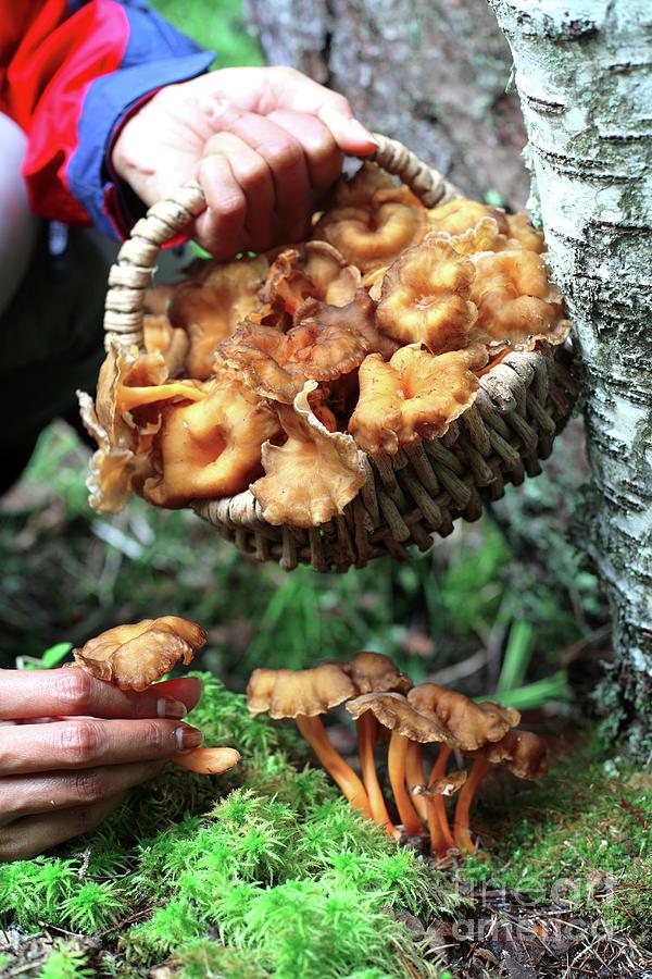 Mushroom Picking Photograph by Bjorn Svensson/science Photo Library ...