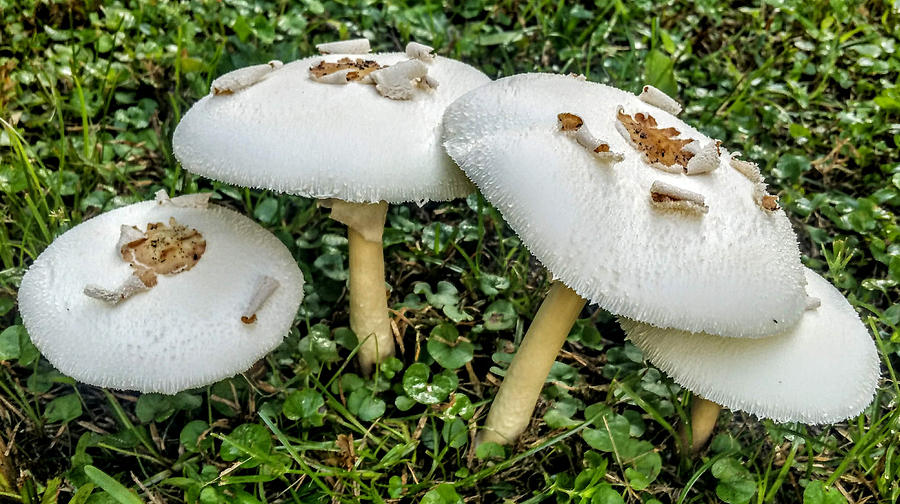 Mushroom Quartet Photograph