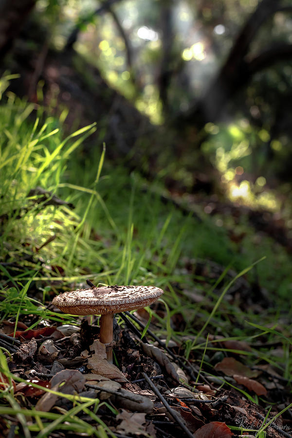 Mushroom by Rick J Brown Mushroom by Rick J Brown