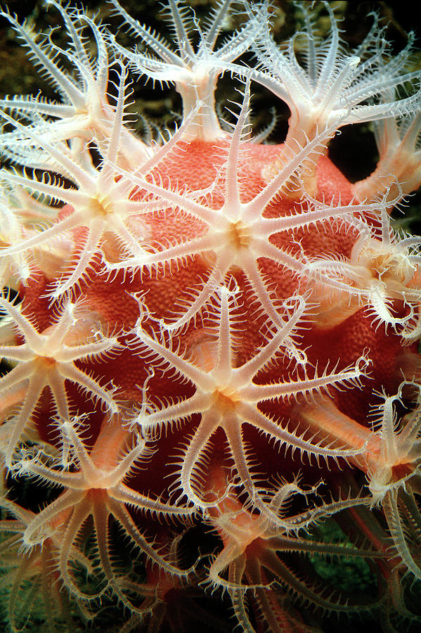 Mushroom Soft Coral Photograph by Olivier Blaise