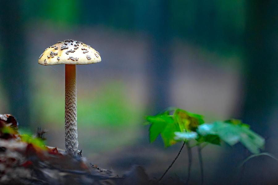 Mushroom Standing Tall With Blurred Background Photograph by Vio Oprea