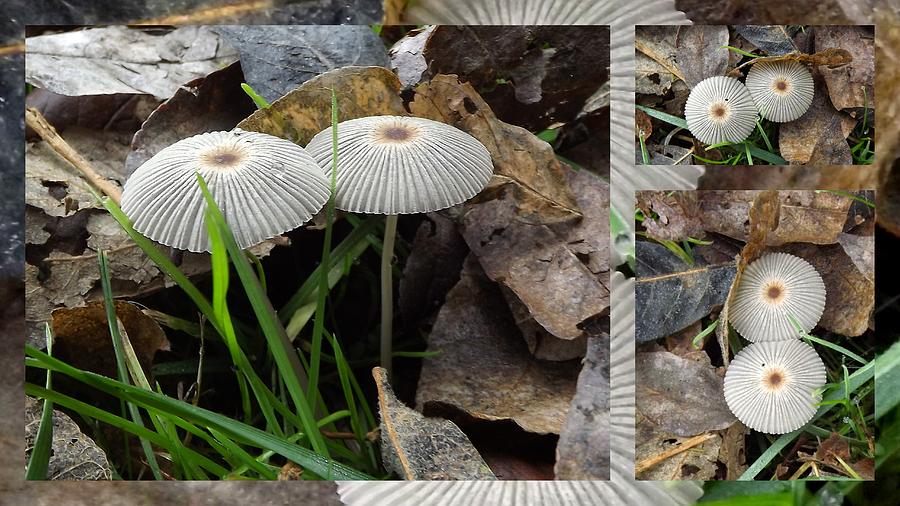 Mushroom Umbrellas Collage Photograph by Linda Vanoudenhaegen