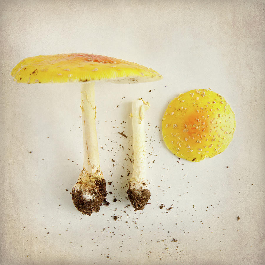 Nature Photograph - Mushrooms 1 by Jessica Rogers