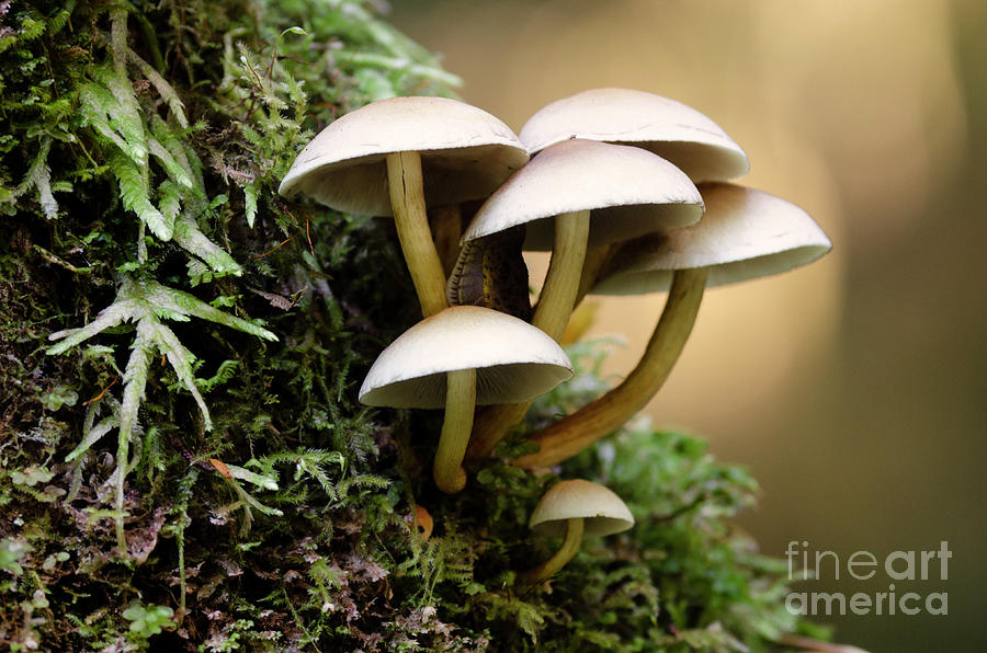 Mushrooms 33 Photograph by Bob Christopher