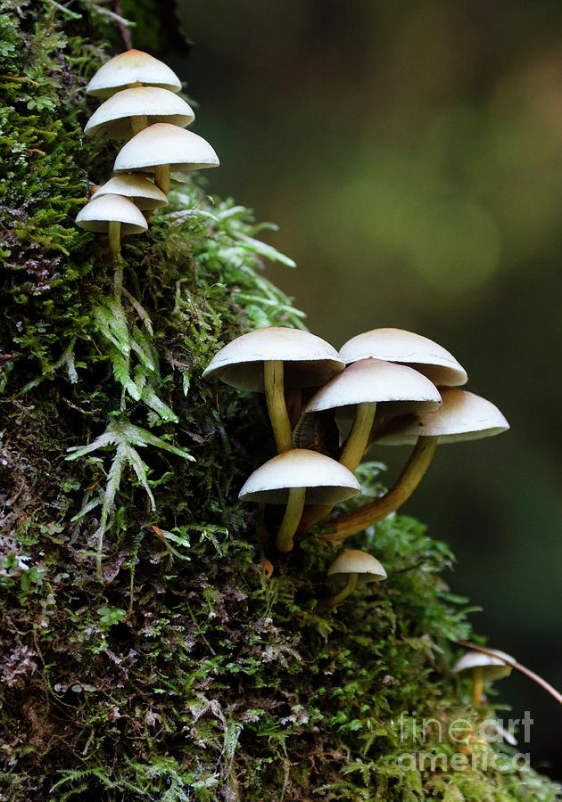 Mushrooms 34 Photograph by Bob Christopher