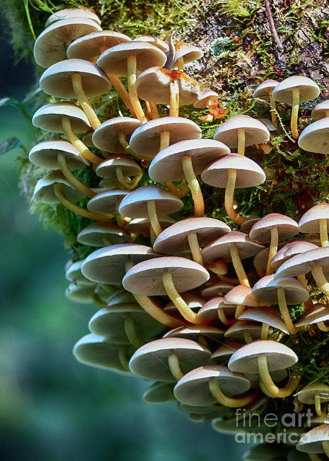 Mushroom Photograph - Mushrooms 35 by Bob Christopher