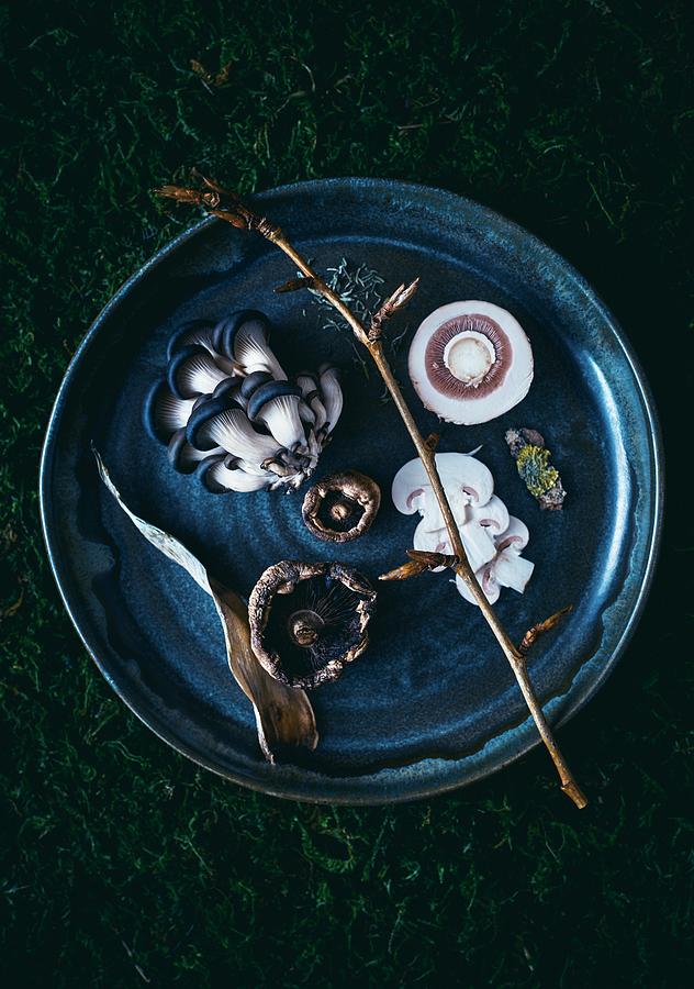 Still Life Photograph - Mushrooms by Aleksandrova Karina