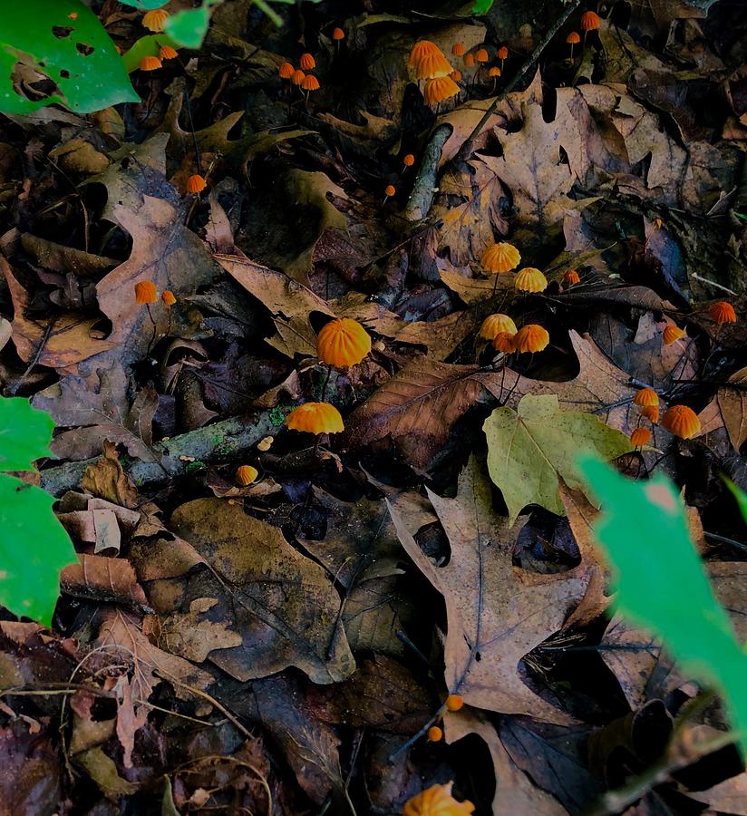 Mushrooms and Leaf Litter Photograph by Lukas Miller