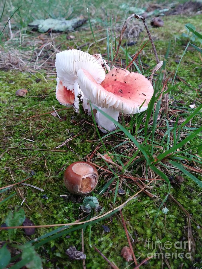 mushrooms and moss 2 by REINA RESTO mushrooms and moss 2 by REINA RESTO