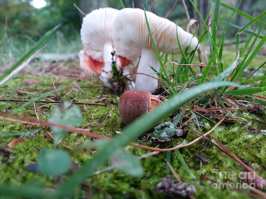 mushrooms and moss by REINA RESTO mushrooms and moss by REINA RESTO