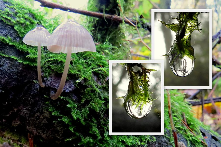 Mushrooms And Rain Drops Collage Photograph by Linda Vanoudenhaegen