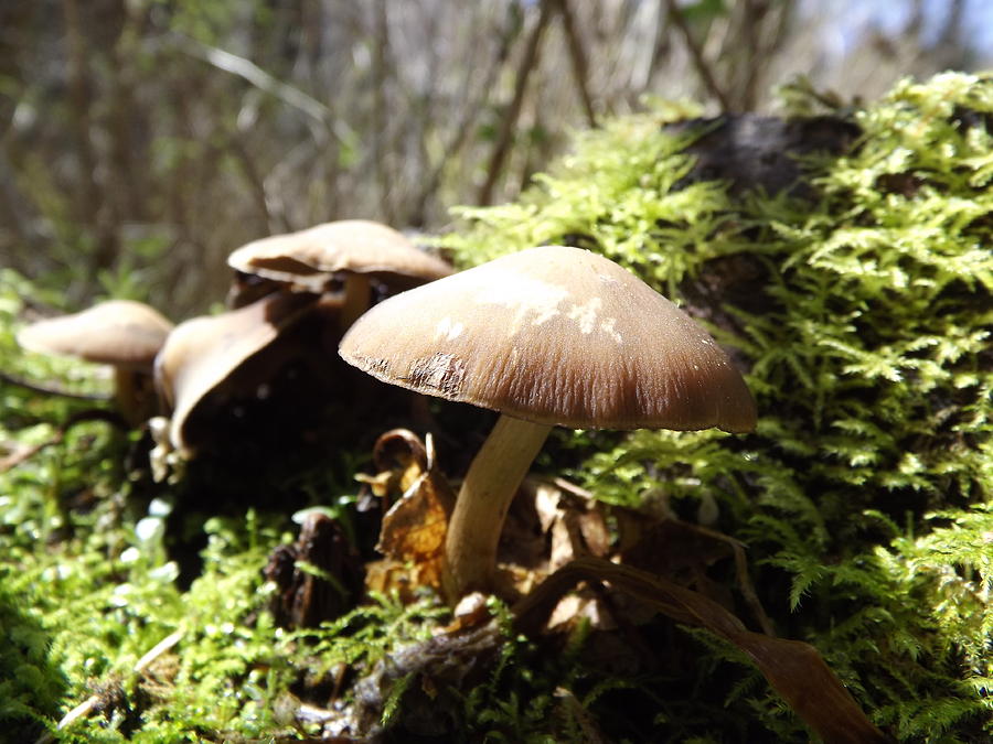 Mushrooms At Fish Hawk Falls Photograph by Linda Vanoudenhaegen