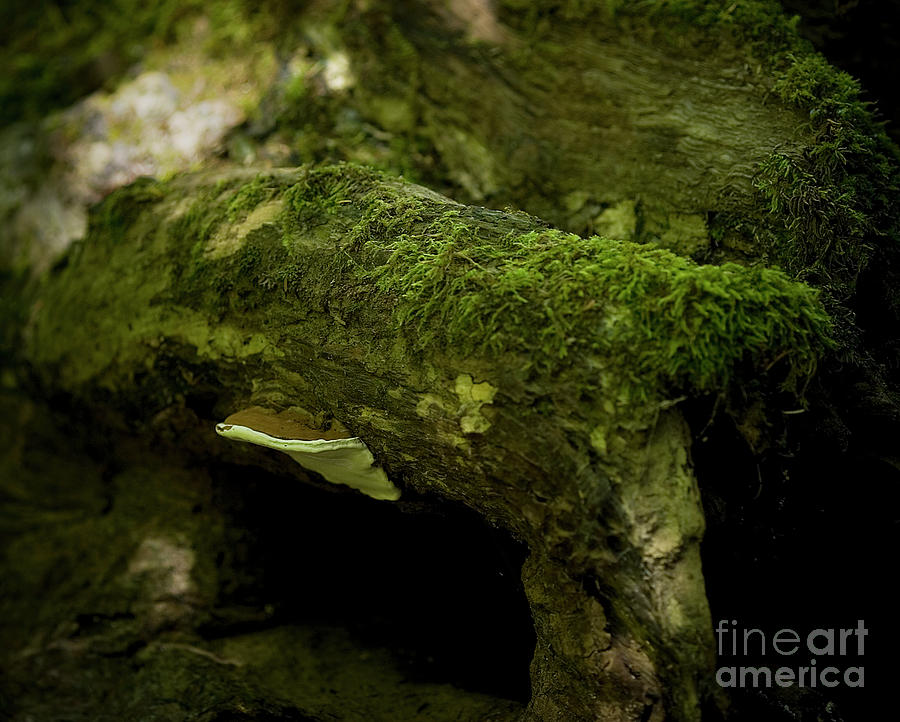 Mushroom Beneath a Log  Photograph by Rich Collins