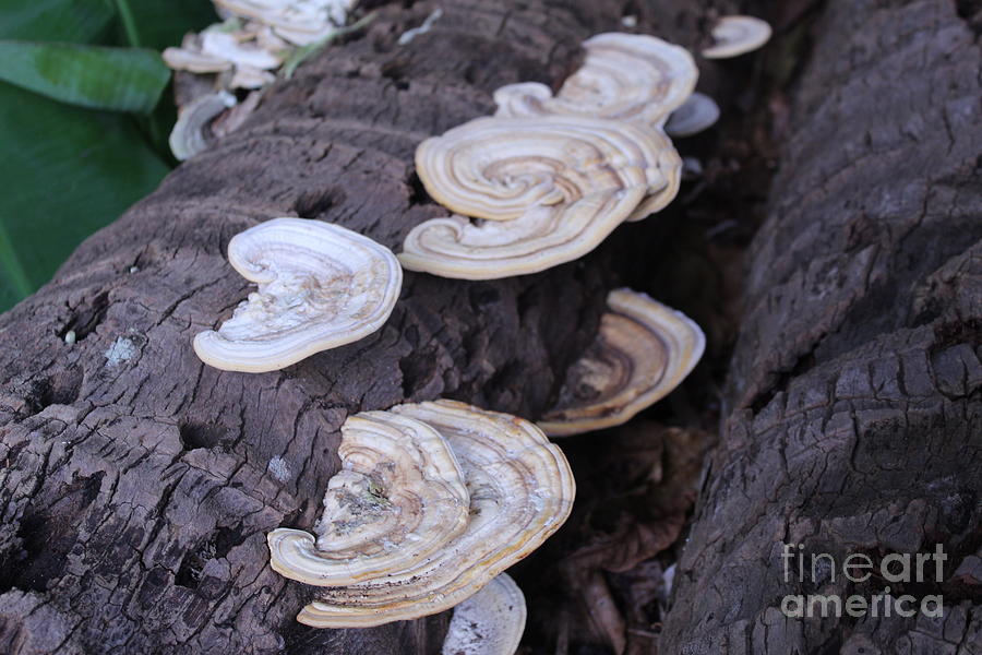 Mushrooms? Photograph