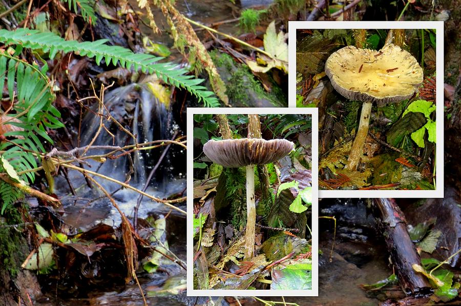Mushrooms By A Creek Collage Photograph by Linda Vanoudenhaegen