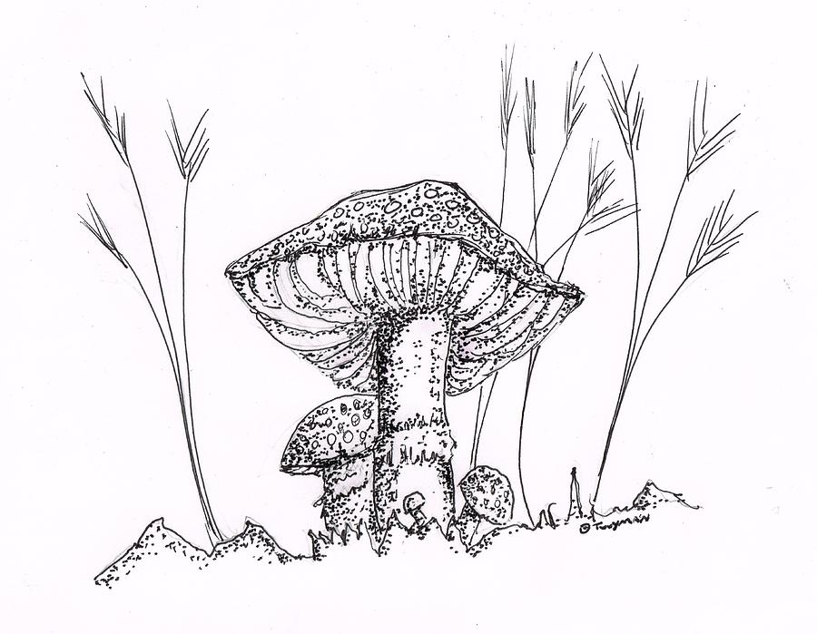 Mushrooms Drawing by Dan Twyman