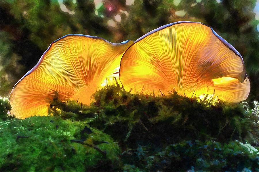 Mushrooms Early Light Painting by Harry Warrick