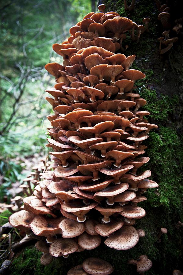 Mushrooms Growing On A Tree Stump In A Forest Photograph by George Blomfield
