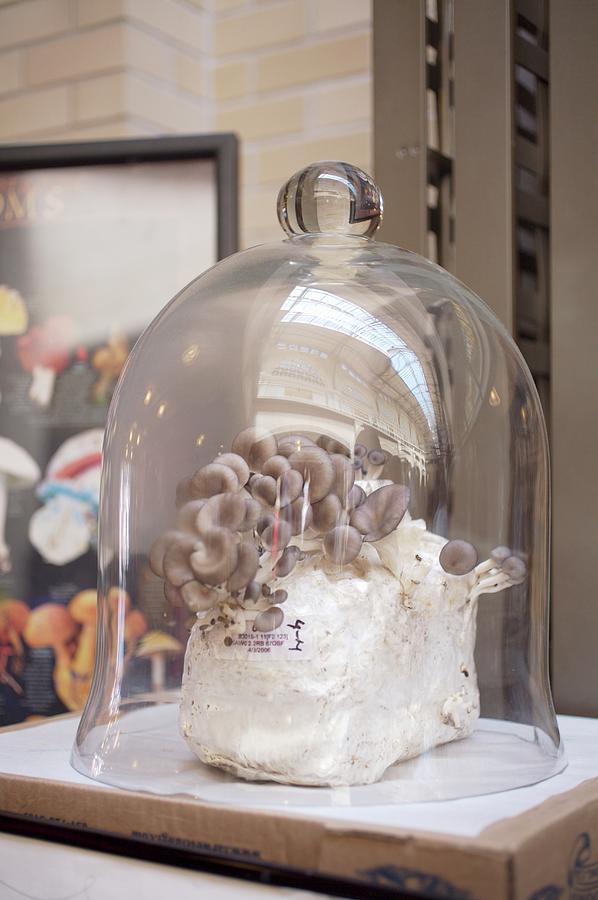 Mushrooms Growing Under A Glass Dome Photograph by Jennifer Martine