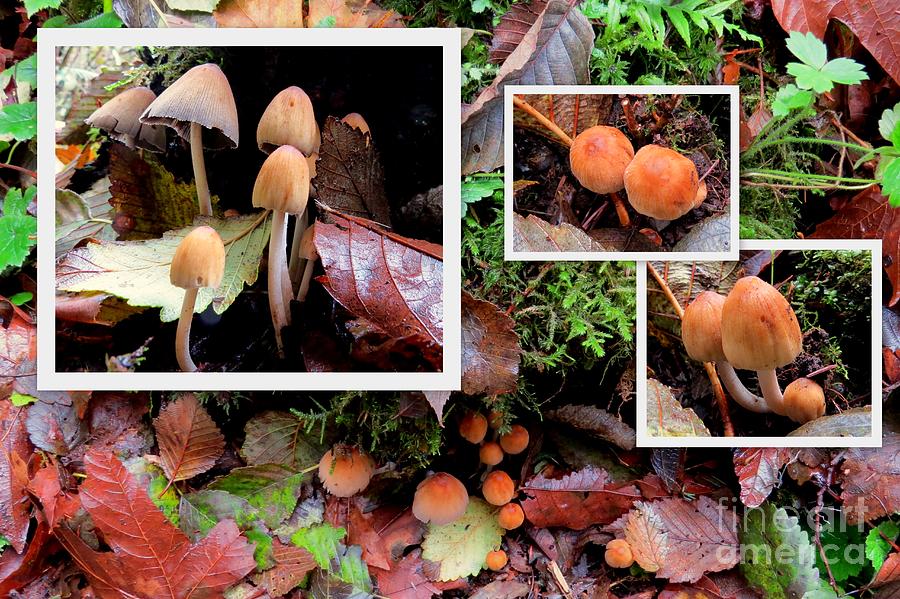 Mushrooms In Autumn Collage Photograph by Linda Vanoudenhaegen