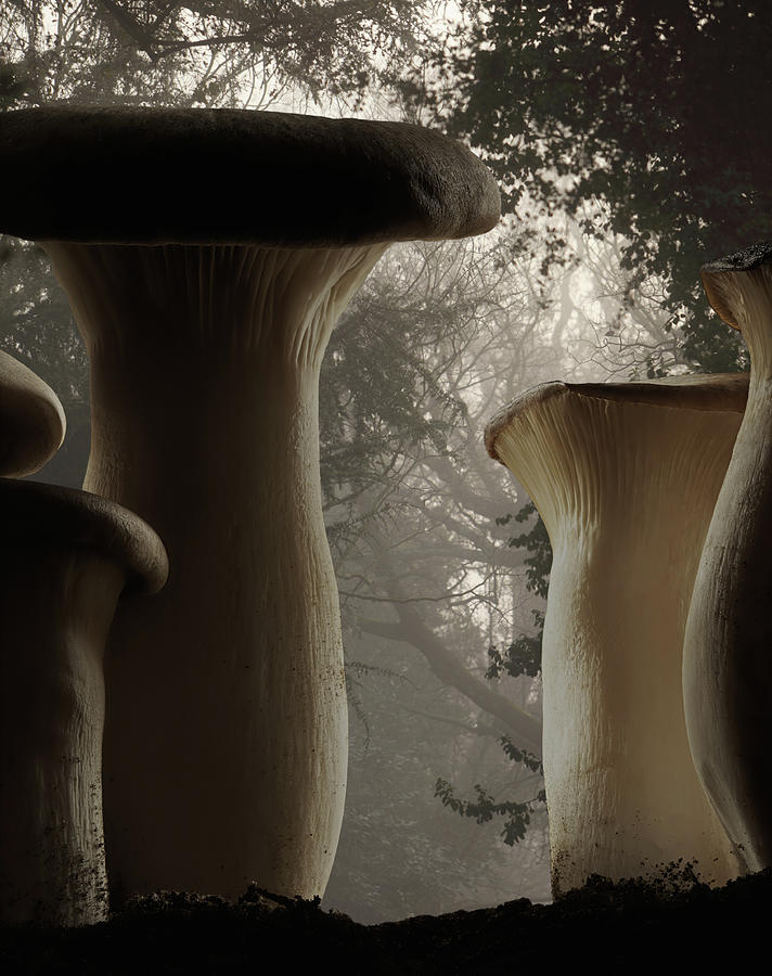 Mushrooms In Fog Photograph by Paul Taylor