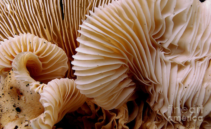 Beauty Photograph - Mushrooms In Forest by Crs Photo Beauty Photograph - Mushrooms In Forest by Crs Photo