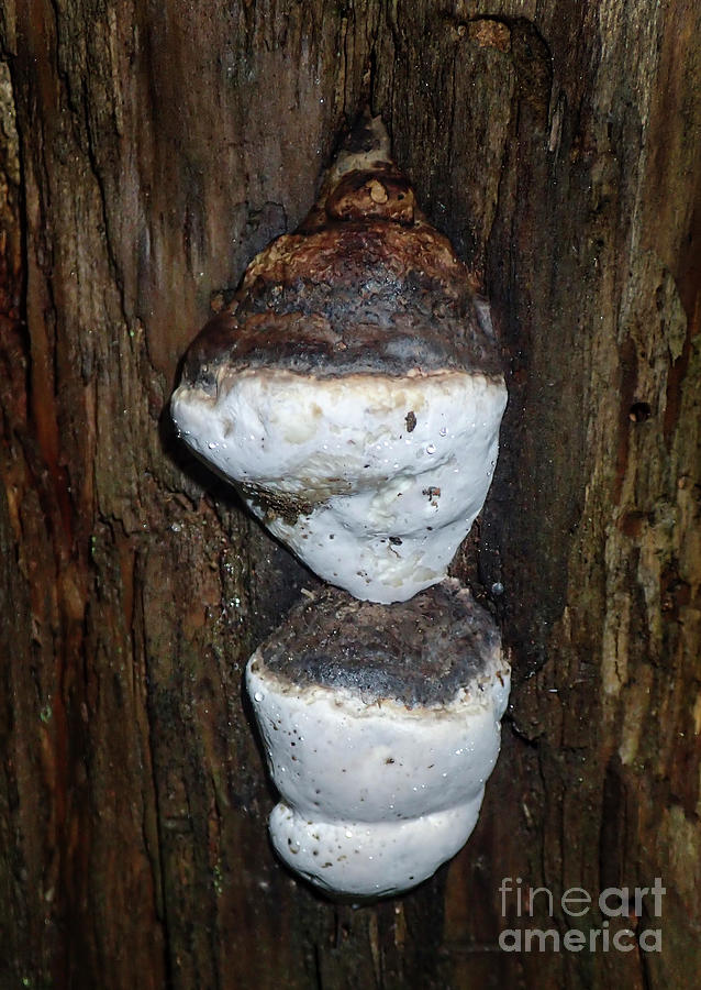 Mushrooms in Joyce Kilmer Memorial Forest Photograph by David Oppenheimer