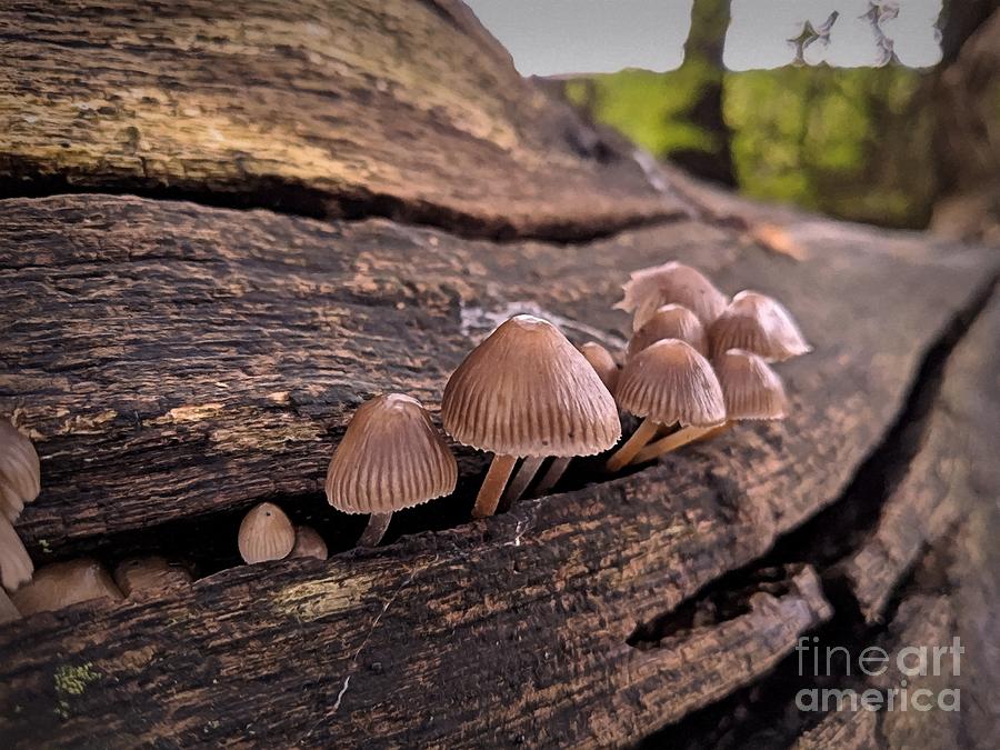Mushrooms in the Autumn Forest five by Abbie Shores Mushrooms in the Autumn Forest five by Abbie Shores