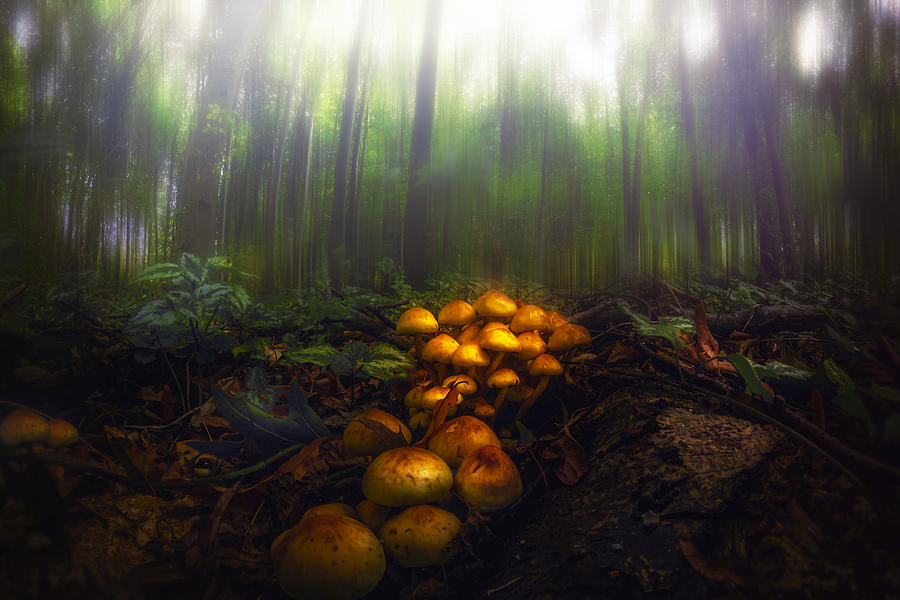 Mushrooms In The Autumn Forest Photograph by Michael