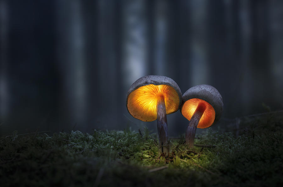 Mushrooms In The Dark 01 Photograph by Karim Qubadi