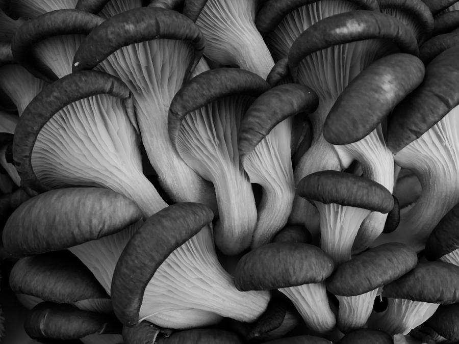 Mushrooms Photograph by Ivan Lesica