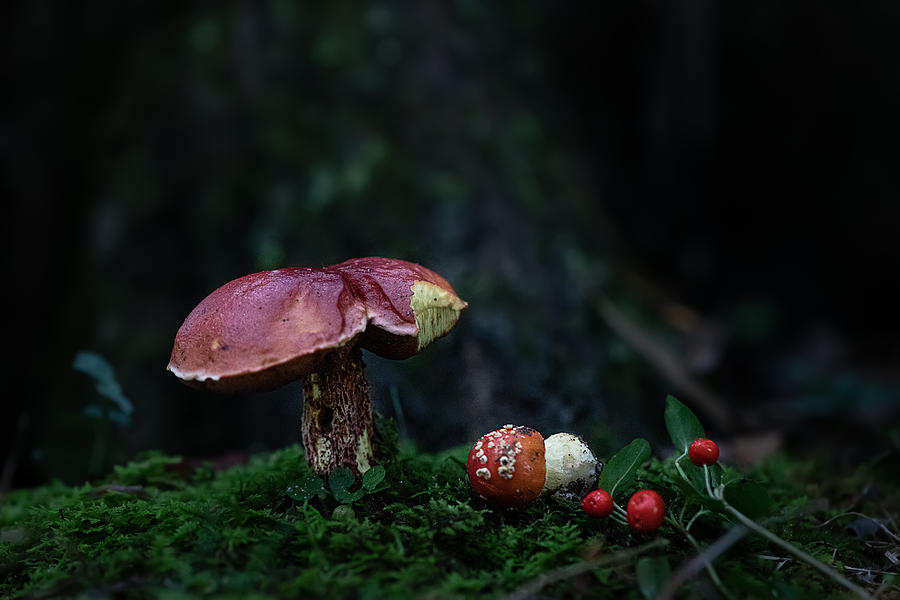 Nature Photograph - Mushrooms by Ivy Deng