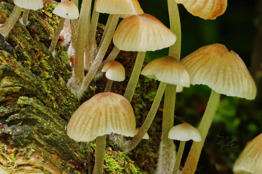 Mushrooms Photograph by Meta Gatschenberger