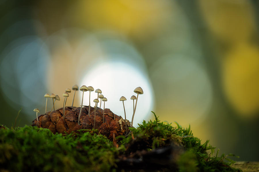 Mushrooms (mycena) On Pine Cones Photograph by Piet Haaksma