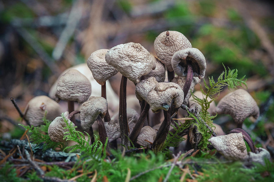 Mushroom Photograph - Mushrooms by Nicole Young