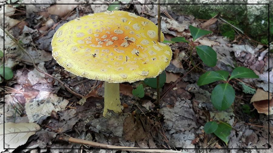 Wild Mushrooms of Vermont Photograph by Sherman Perry