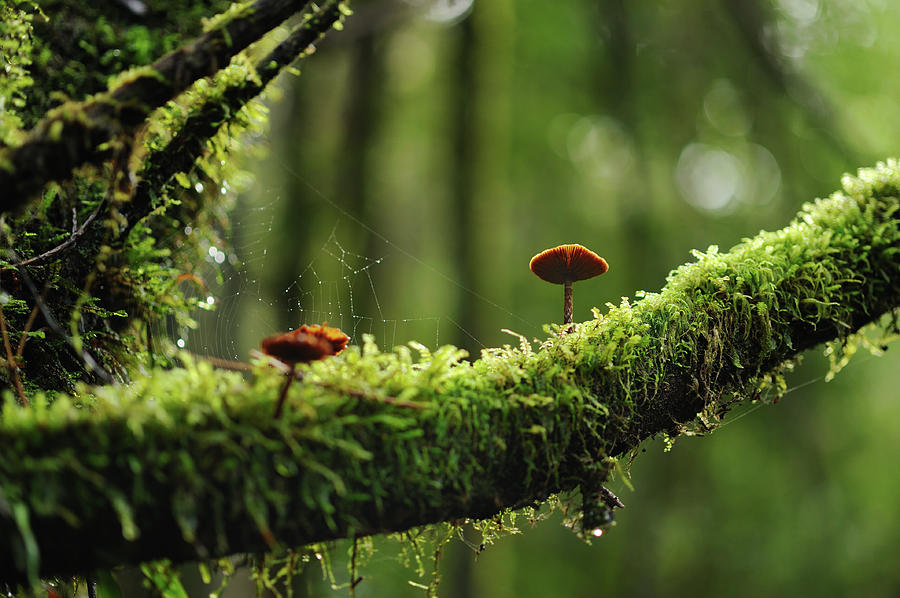 Mushrooms On A Mossy Branch In The Woods Photograph by Keiichihiki